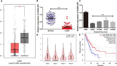 GAS6-AS1 Overexpression Increases GIMAP6 Expression and Inhibits Lung Adenocarcinoma Progression by Sponging miR-24-3p